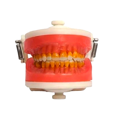 Manequim de Cirurgia com Dentes de Periodontia - Pronew